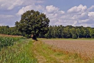 周其仁：周其仁：土地涨价归公的经济学是错的